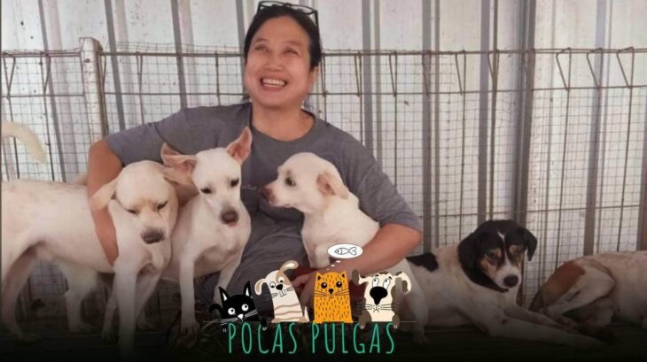 Indonesia: una mujer se convirtió en heroína al rescatar a más de 1400 perros