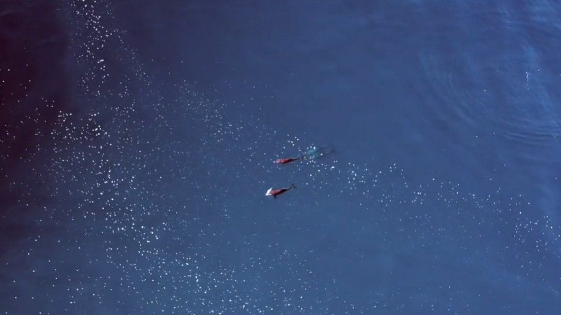 VIDEO: captan a unos delfines que comparten una «cita»