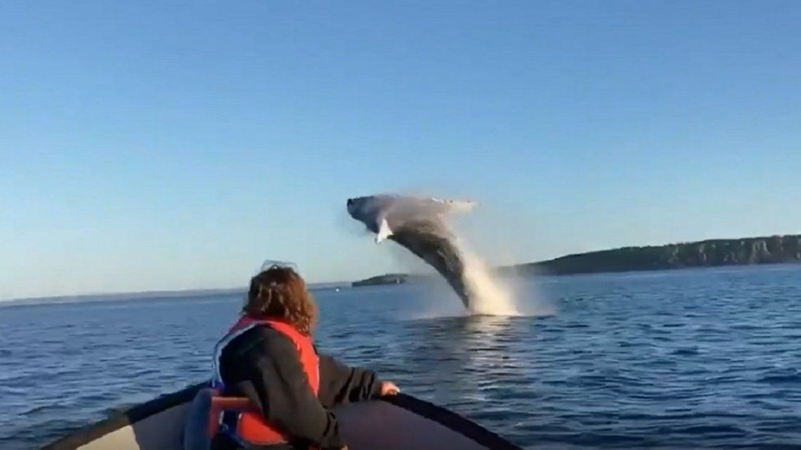 VIDEO VIRAL: El espectacular saludo de dos ballenas