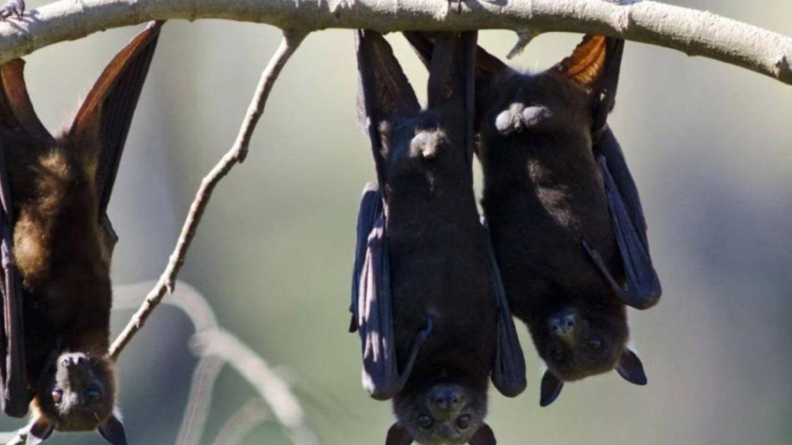 Científicos aseguran que por el turismo y la deforestación, más virus saltarán de animales a humanos