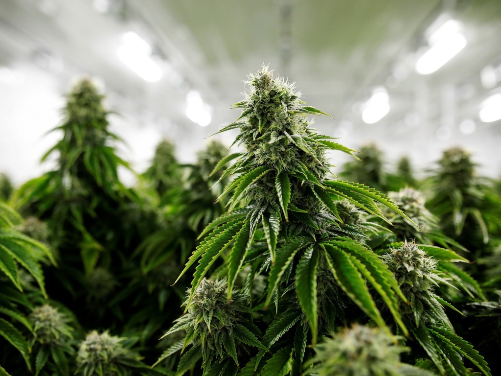 Cannabis en Mendoza: avanza el proyecto para su cultivo y producción
