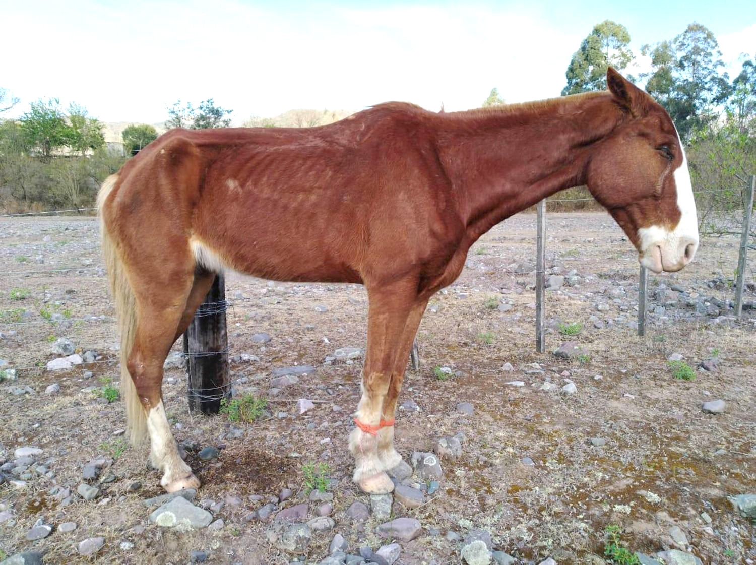 Investigan una finca de  Colonia Elena por posible  faenamiento ilegal de caballos
