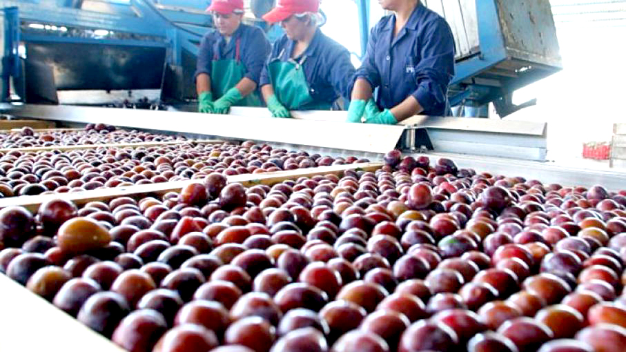 Desarrollan un  proyecto para optimizar la producción de la  ciruela industrial