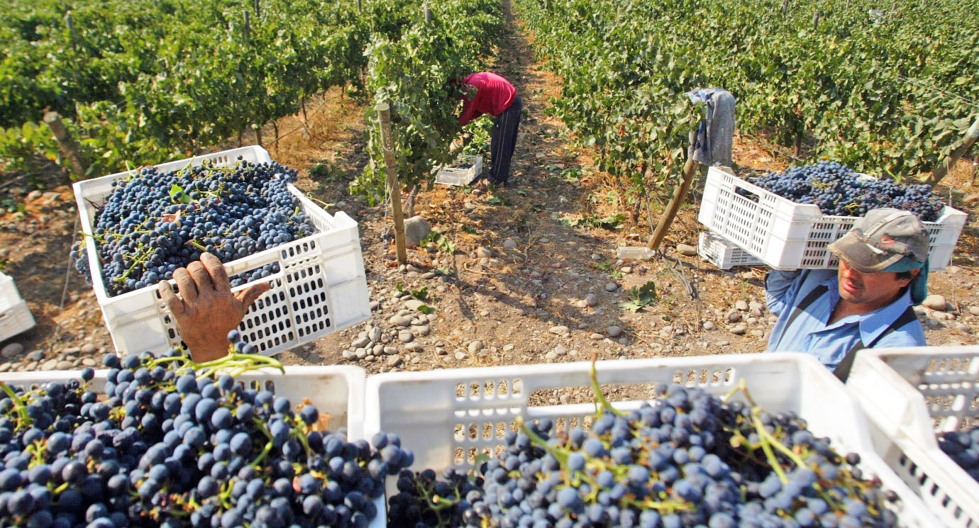 Buscan modificar la ley que regula el registro de contratos para  comercializar productos agrícolas