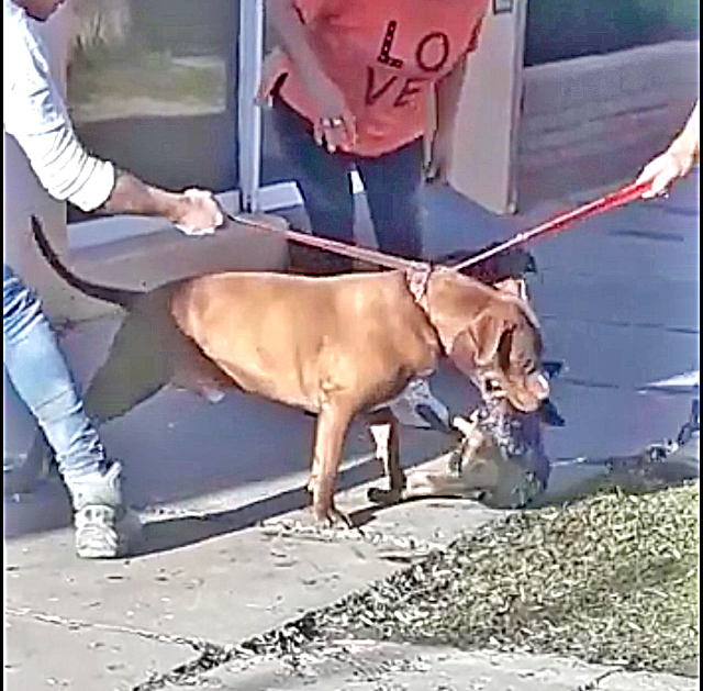 Se robaron el Pitbull que mató un caniche  y estaba secuestrado en el canicomio municipal