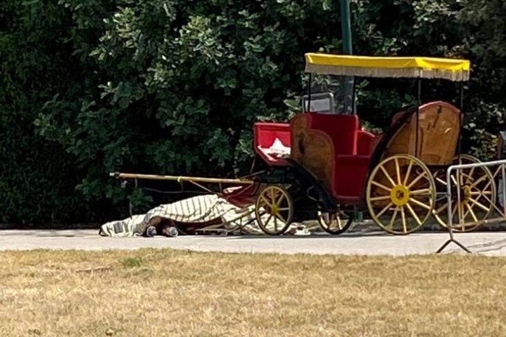 Maltrato animal: por cansancio y calor, cayó muerto un caballo que tiraba un carro con turistas