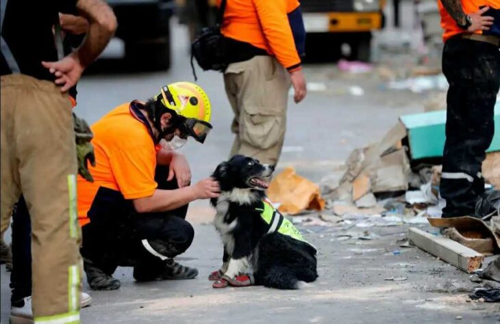 Conocé a Flash, el perro que detectó vida bajo los escombros a un mes de la explosión de Beirut