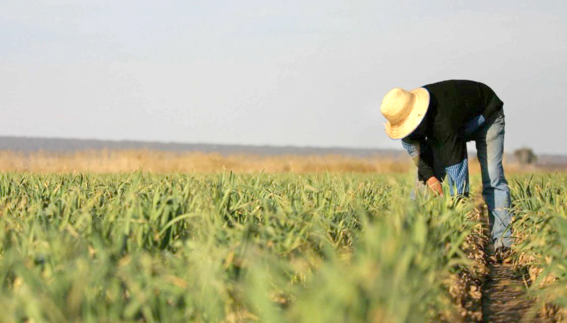 Aumentó la superficie cultivada  con hortalizas invernales en la provincia