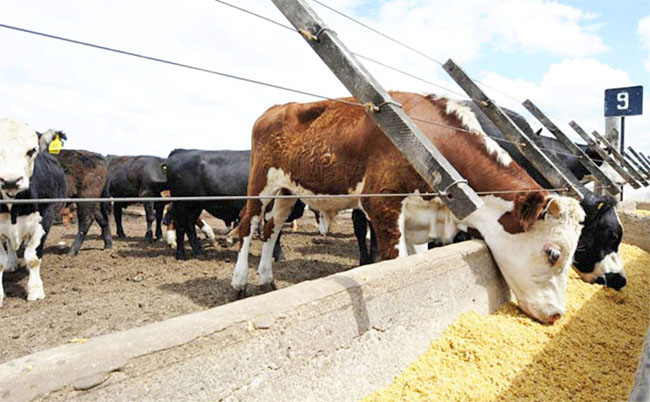 «El sector ganadero debe estar en la mesa del consejo de  Mendoza Activa»