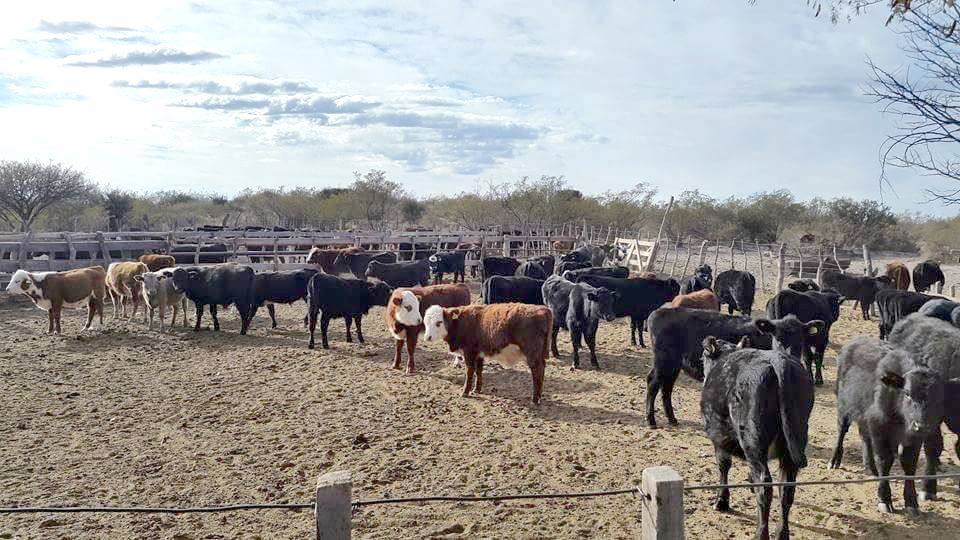 Ganaderos sanrafaelinos  preocupados porque  no los dejan pasar a San Luis