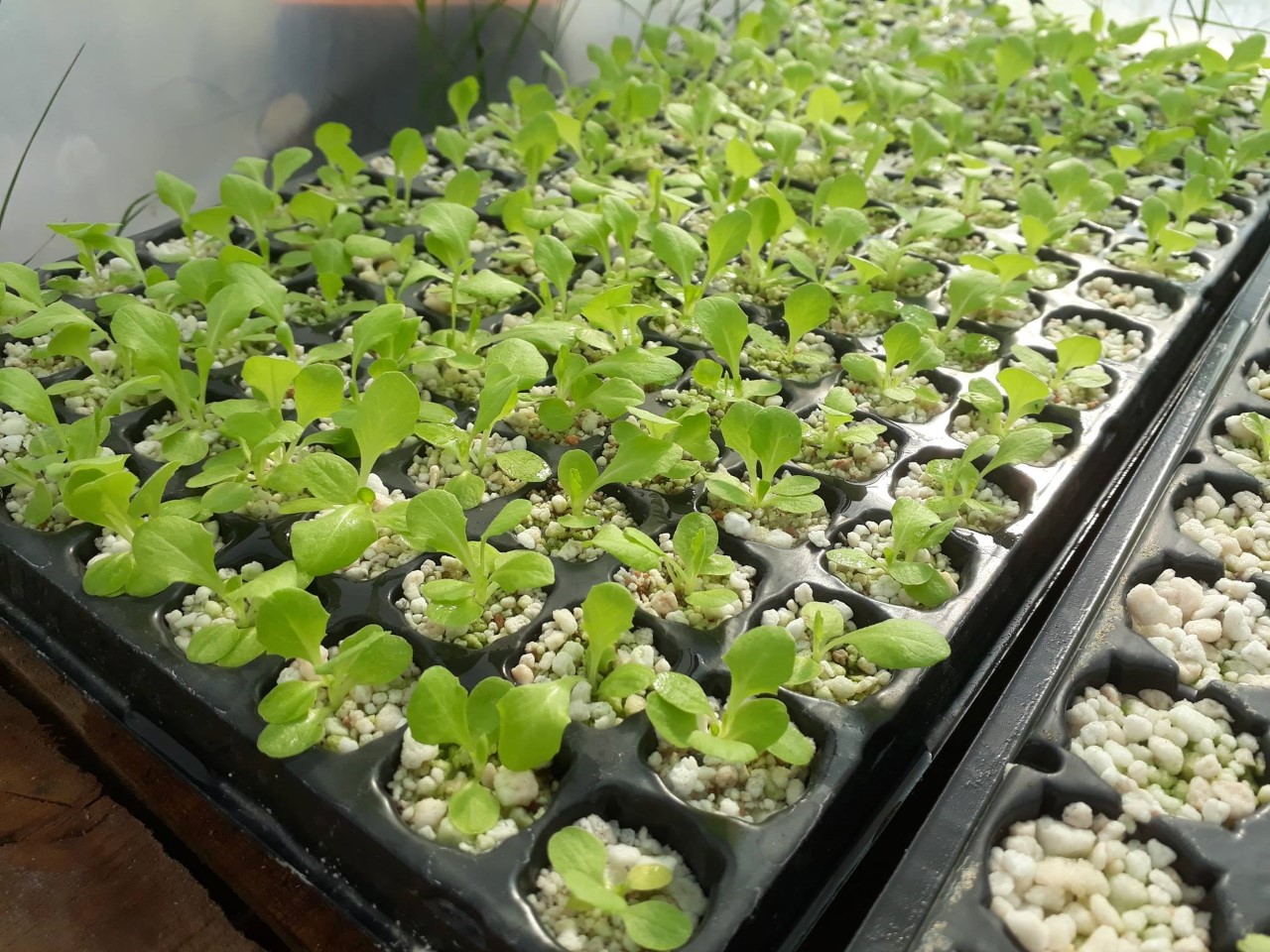 El 33% de la producción hidropónica  se concentra en San Rafael, Alvear y Malargüe