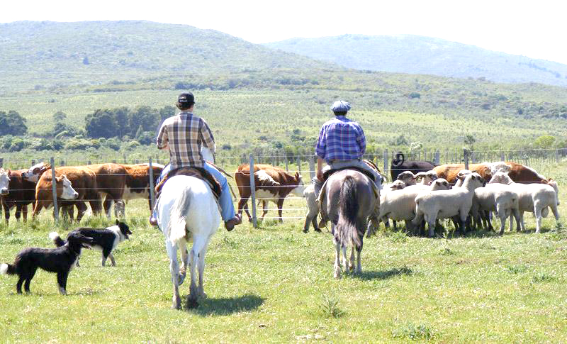 “Nos tildan de piquechetos y solo queremos  ir a ver nuestro campo para trabajar”