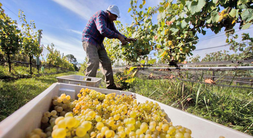 En San Rafael hay 150 hectáreas de viñedos  para uvas de consumo en fresco y pasas
