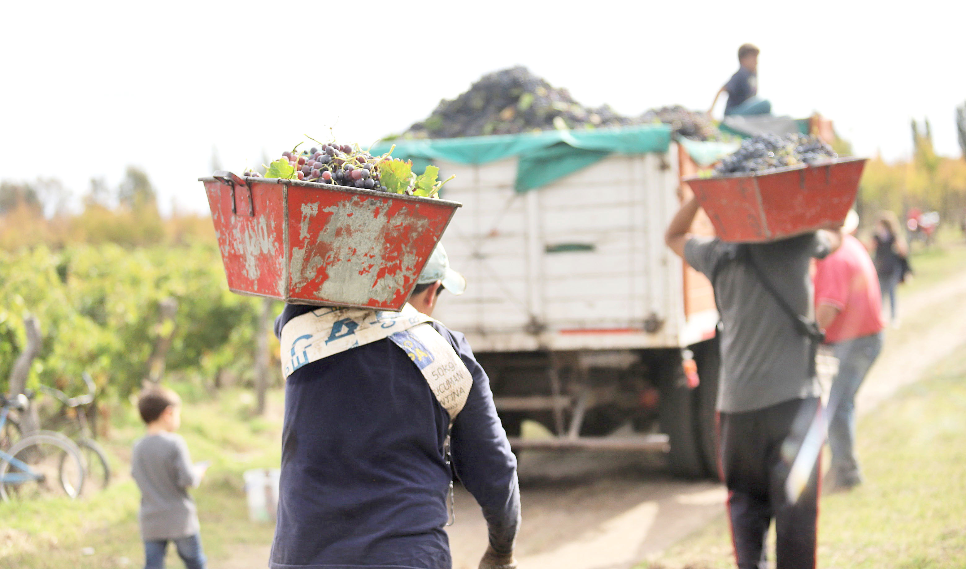 Buscan que trabajadores de Jujuy  puedan venir a las cosechas