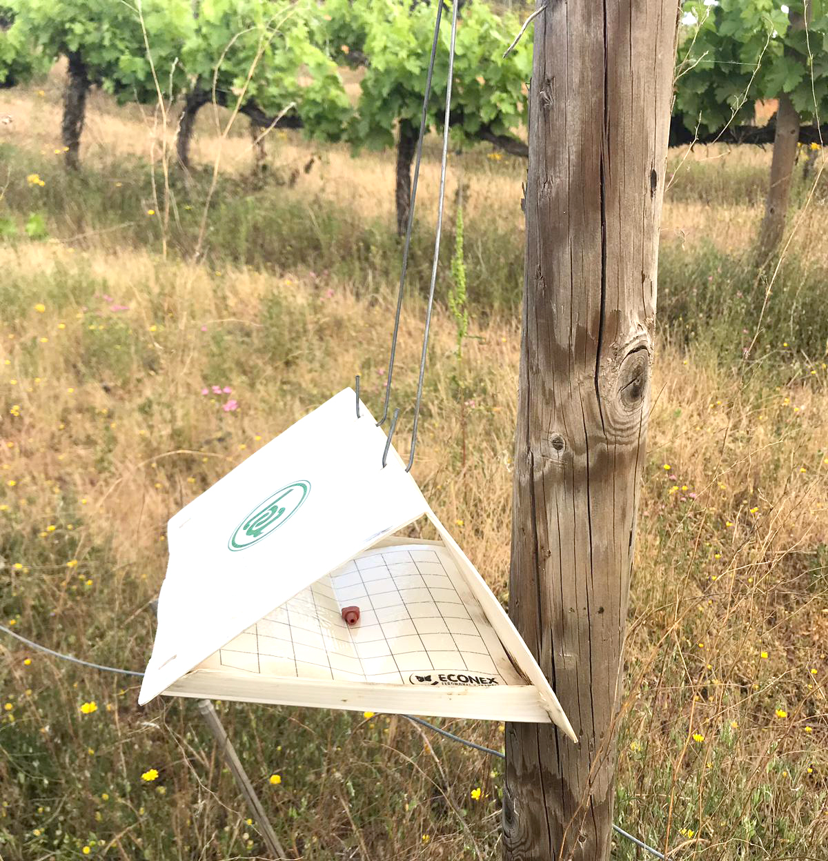 Unos 400 productores sureños recibirán  difusores para combatir la polilla de la vid