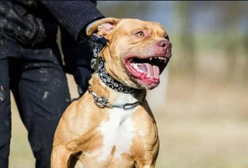 Buenos Aires: Pitbull mató a mordiscos a su dueño y la Justicia autorizó que sea sacrificado