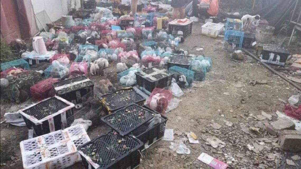 Horror: encuentran miles de mascotas embaladas y muertas en un depósito chino