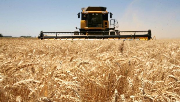 ​Por la sequía, la estimación de producción de trigo cayó a 16,8 millones de toneladas