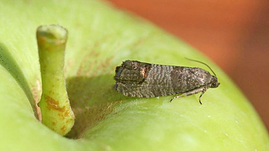 Iscamen dio el alerta para el control  de la carpocapsa en frutales