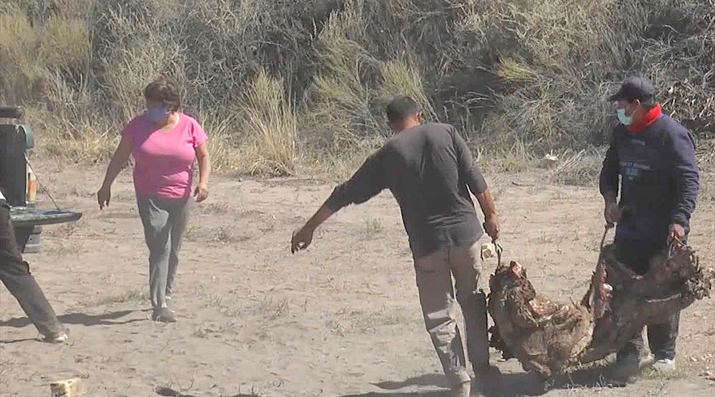 Buscan identificar a quienes saquearon el camión carnicero que volcó en Real del Padre