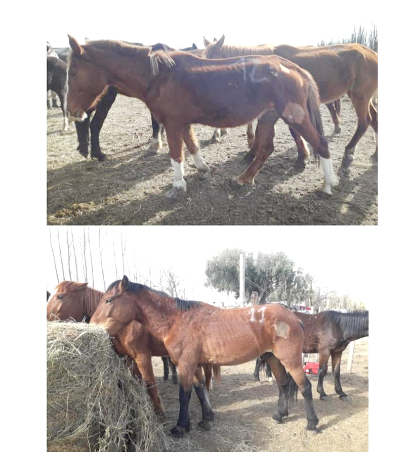 Con ayuda desde varios países, se juntó la plata  para trasladar los caballos de “la finca del horror”