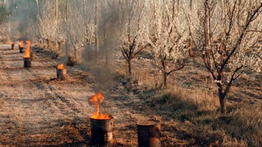 Desde mañana se  habilita la toma de  denuncias por heladas