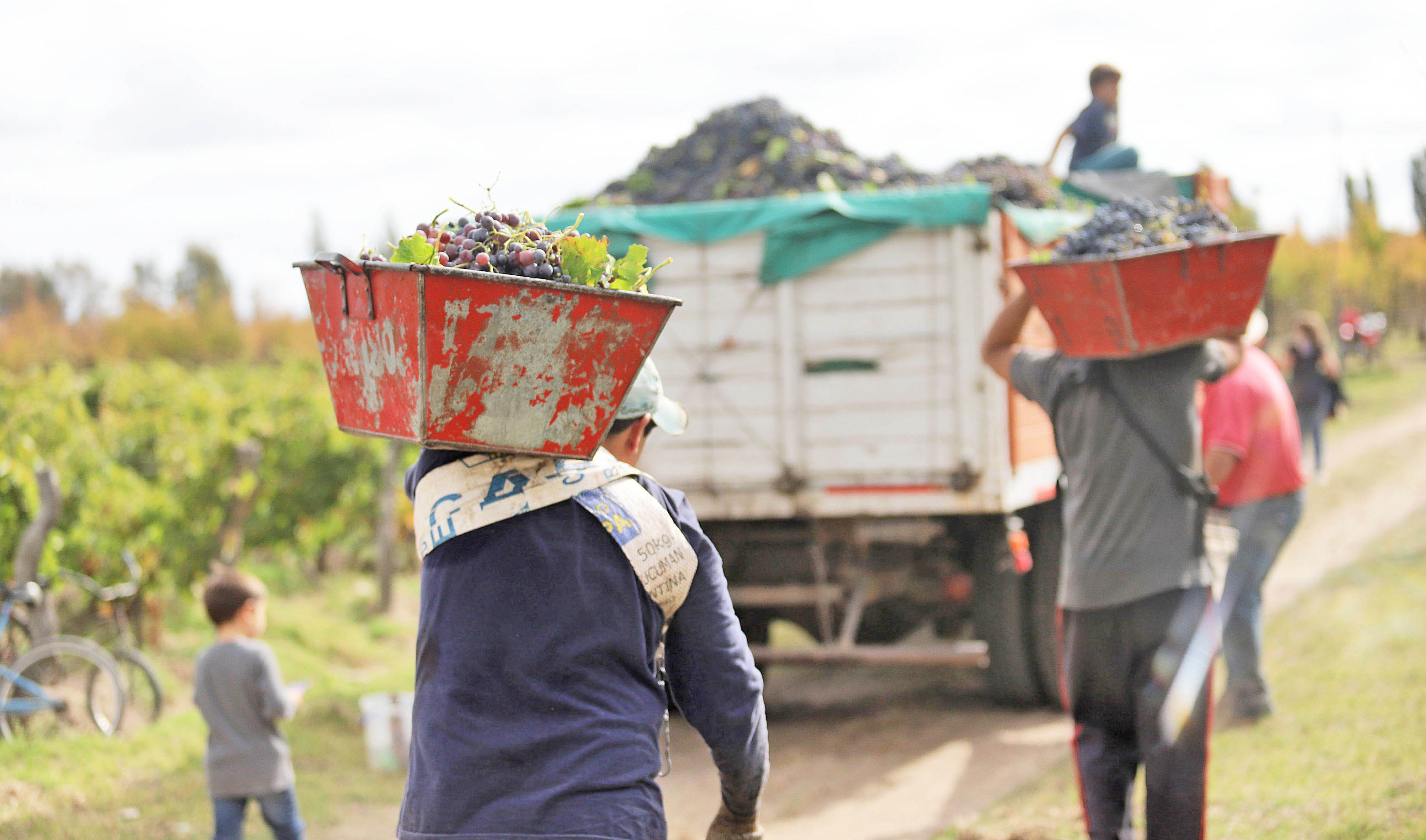 Buscan establecer protocolos  para trabajadores migrantes  en las cosechas