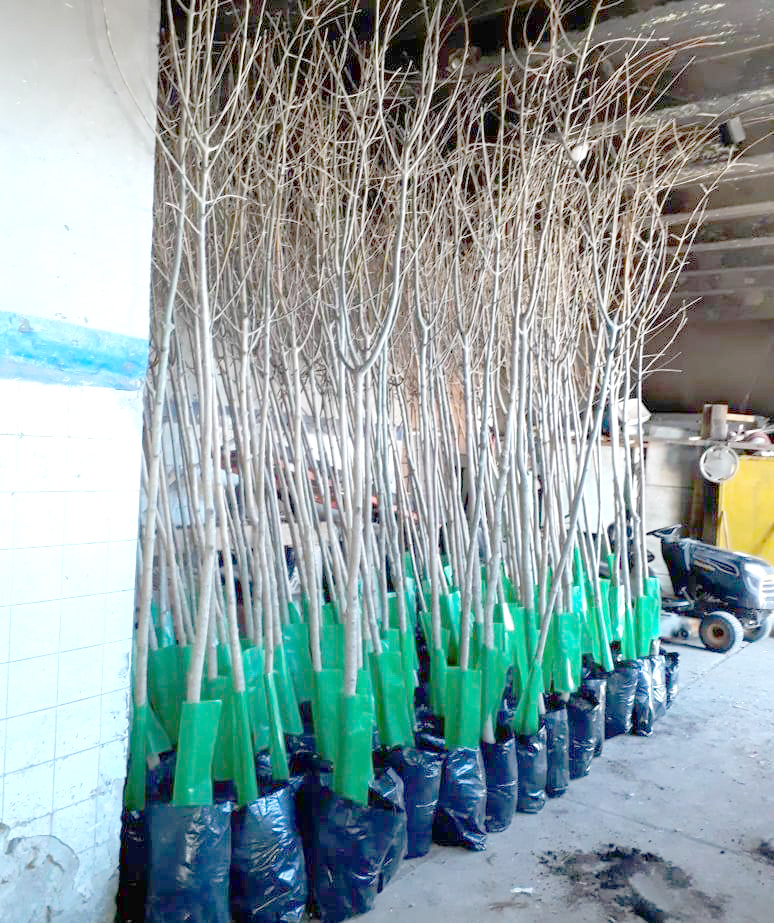Plantarán 600  ejemplares de cina cina  y algarrobos en los  parques Moreno y Perón