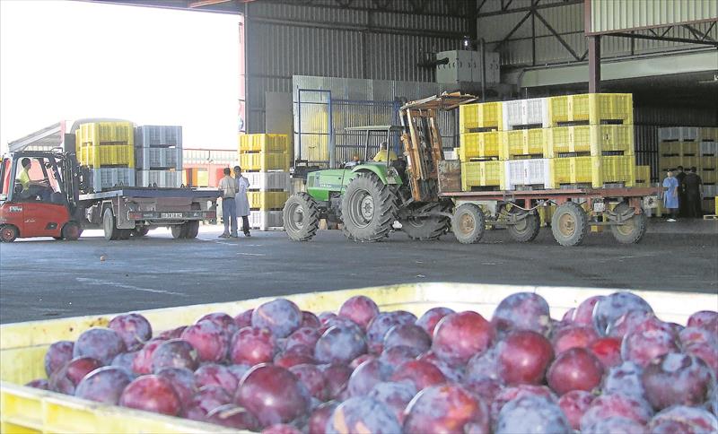 Economía busca impulsar  la exportación de ciruelas a China