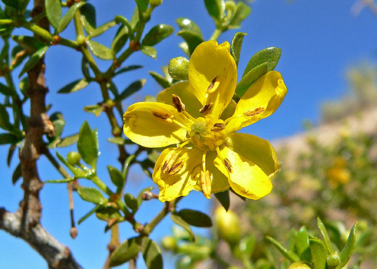 Cambio climático: la Provincia cuenta con un banco de germoplasma para conservar las especies de flora nativa