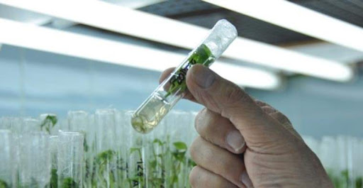 Cambio Climático: La Provincia cuenta con un banco de germoplasma para conservar las especies de flora nativa