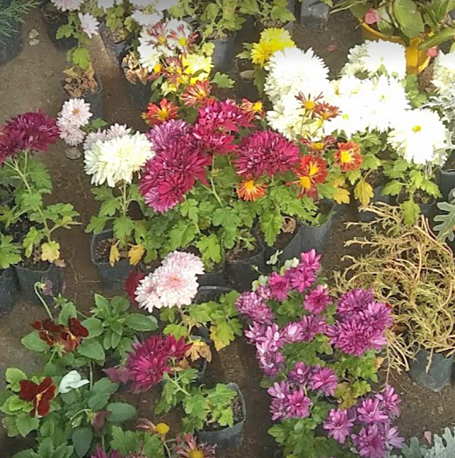 Vivero local sortea una planta  a cambio de alimentos  para ayudar a un merendero