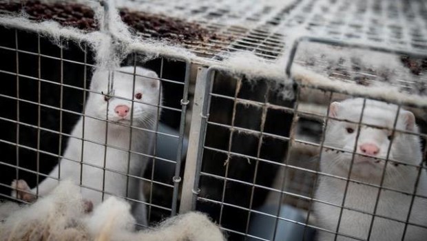 Francia ordenó la matanza de mil visones con coronavirus