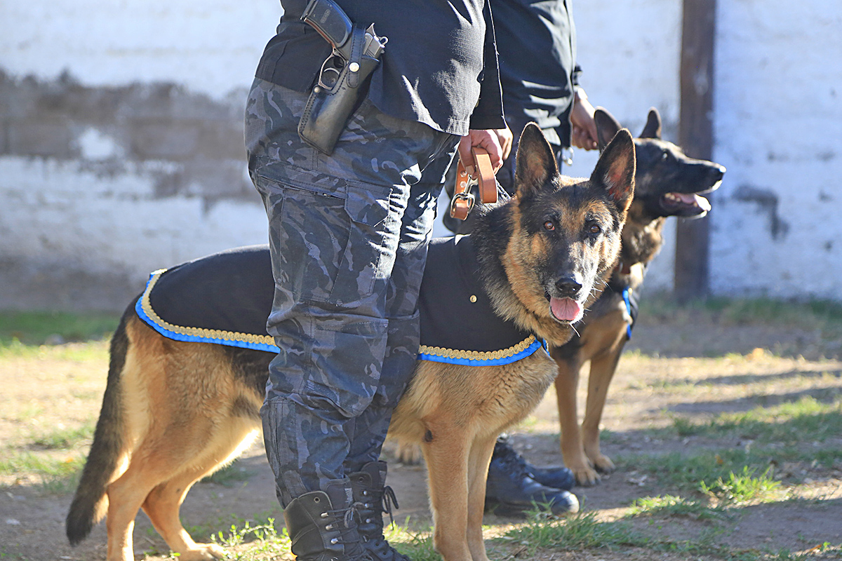 Cuerpo de Canes: “Es un trabajo totalmente distinto al de ser policía cotidiano”