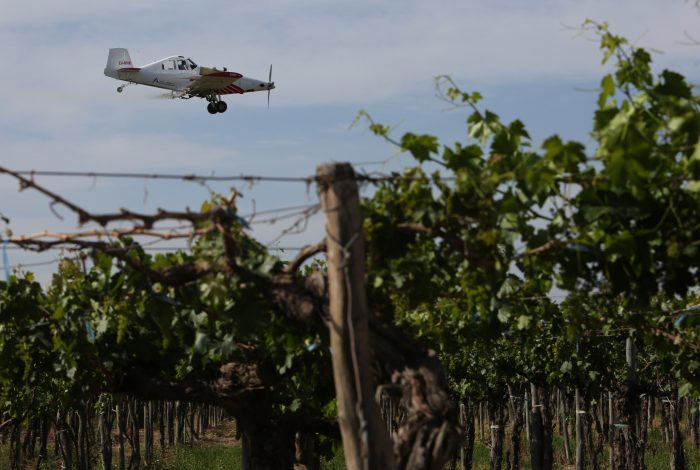 Polilla de la Vid: arranca las aeroaplicaciones de feromonas pulverizables