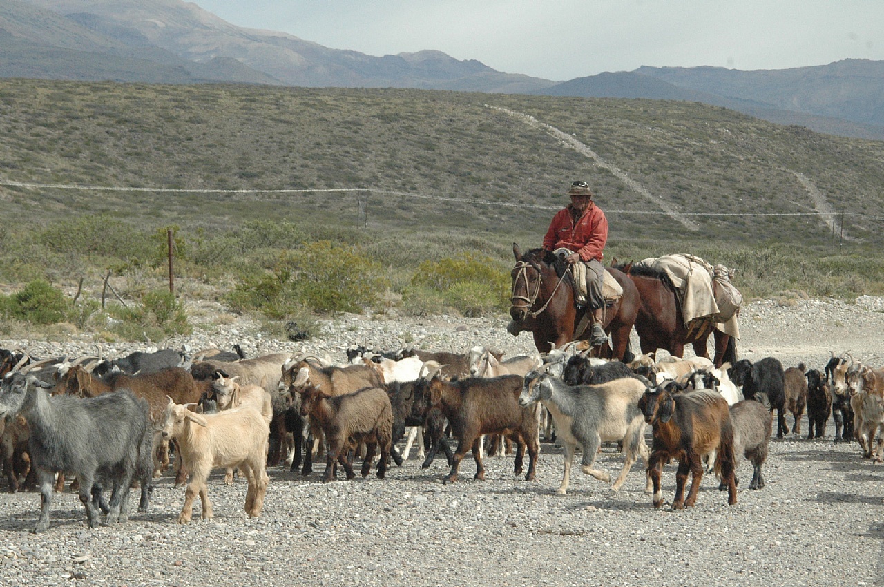 Creció 99% la exportación  de carne caprina