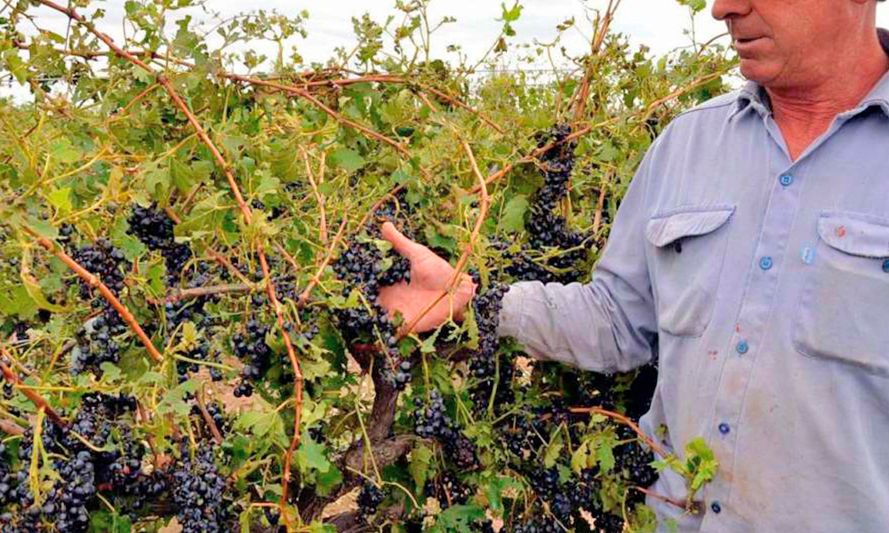 Piden declarar  la emergencia  agropecuaria  en Mendoza