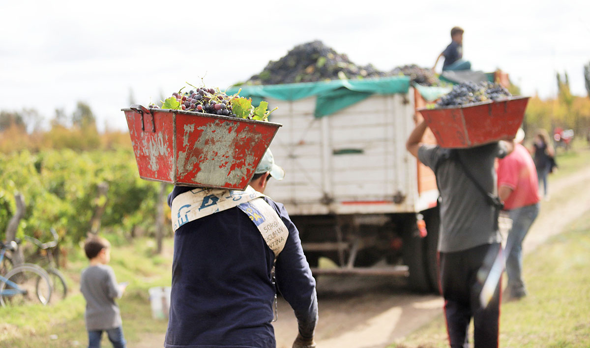 Preocupa la falta  de cumplimiento  del protocolo  en la cosecha