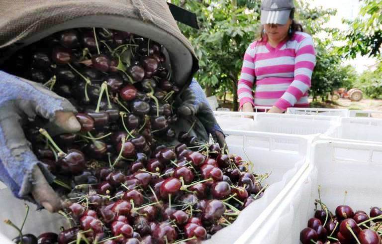 Esperan fuerte recuperación de la producción de cerezas
