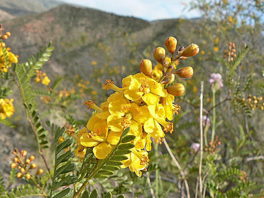 Se celebró el Día de la Jarilla  como flor provincial