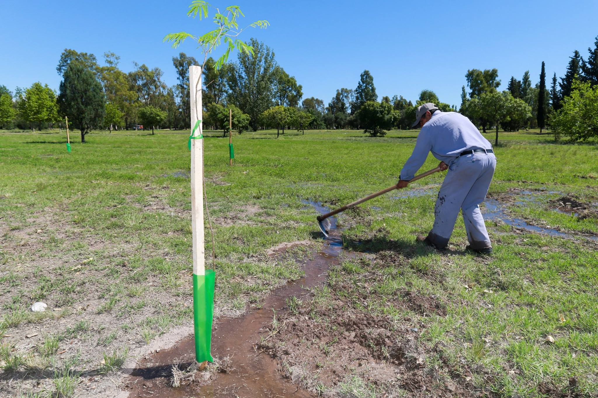 Se plantarán 300 nuevos árboles  en el Parque Norte