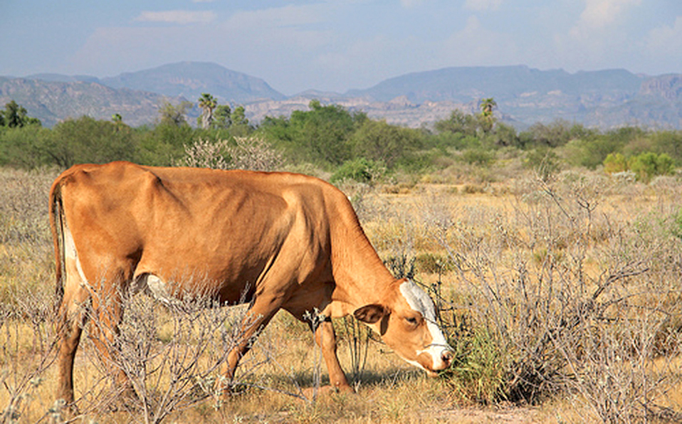 Gran parte de San Rafael se  encuentra en una situación de  sequía “extrema” y “excepcional”