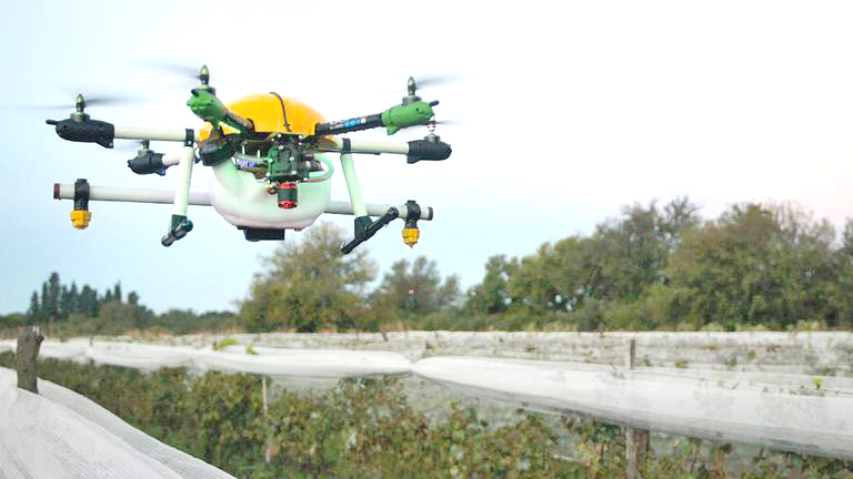 Usarán drones para el control  de la Lobesia Botrana