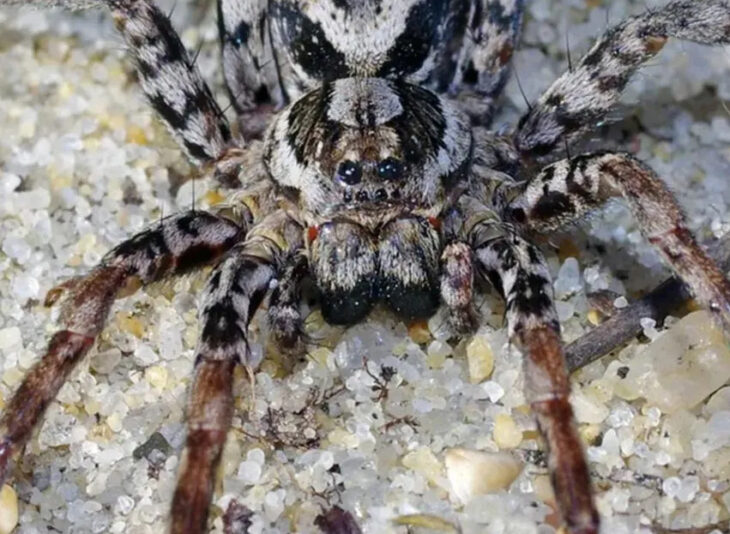 Apareció una araña que disuelve los órganos de sus víctimas y que se creía extinta