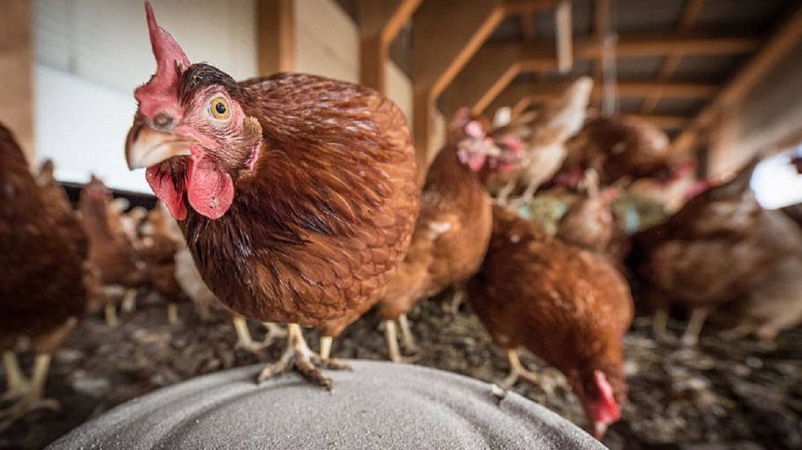Países Bajos sacrificará 215.000 gallinas por gripe aviaria