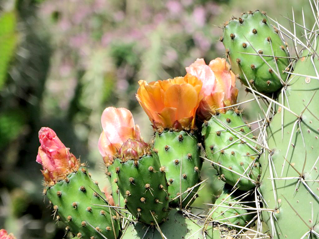 En el sur provincial detectaron más de una decena de especies de cactus