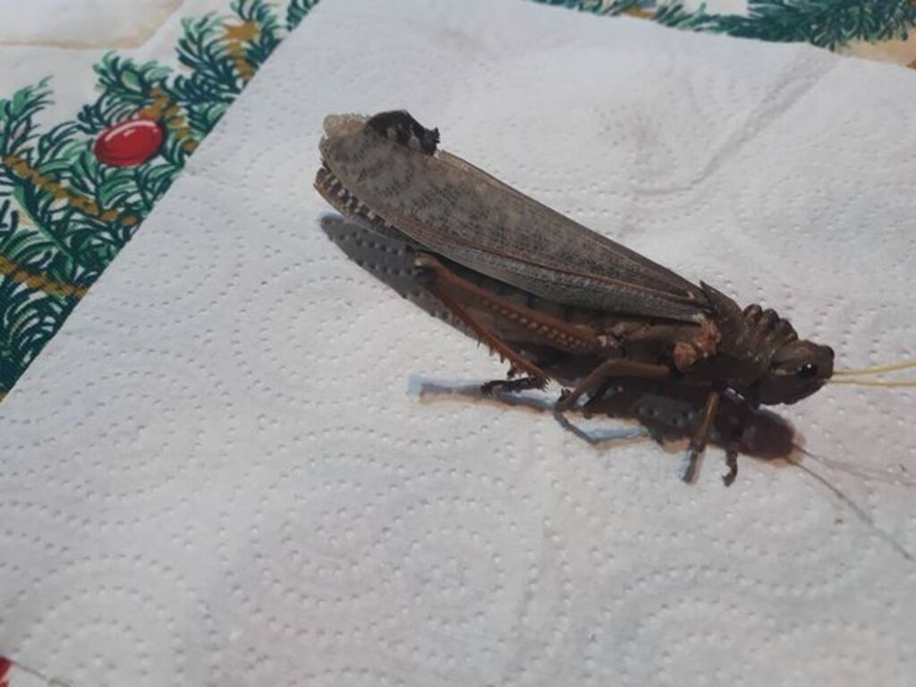 Impresionante: la langosta gigante que atraparon en Maipú