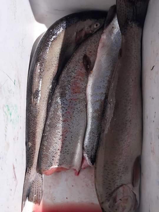 Neuquén: Se secuestraron en dos procedimientos truchas a pescadores mendocinos