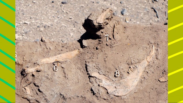 Investigación internacional descarta el  pastoreo de  camélidos en el sur mendocino durante la época precolombina