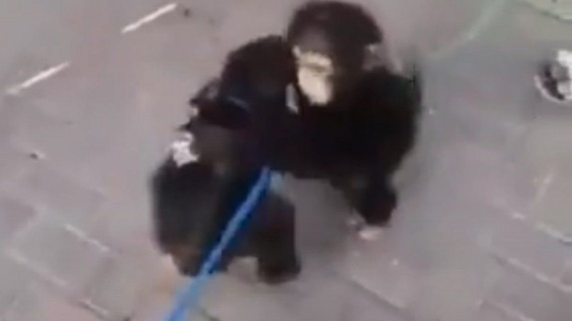 El conmovedor reencuentro de dos monos hermanos